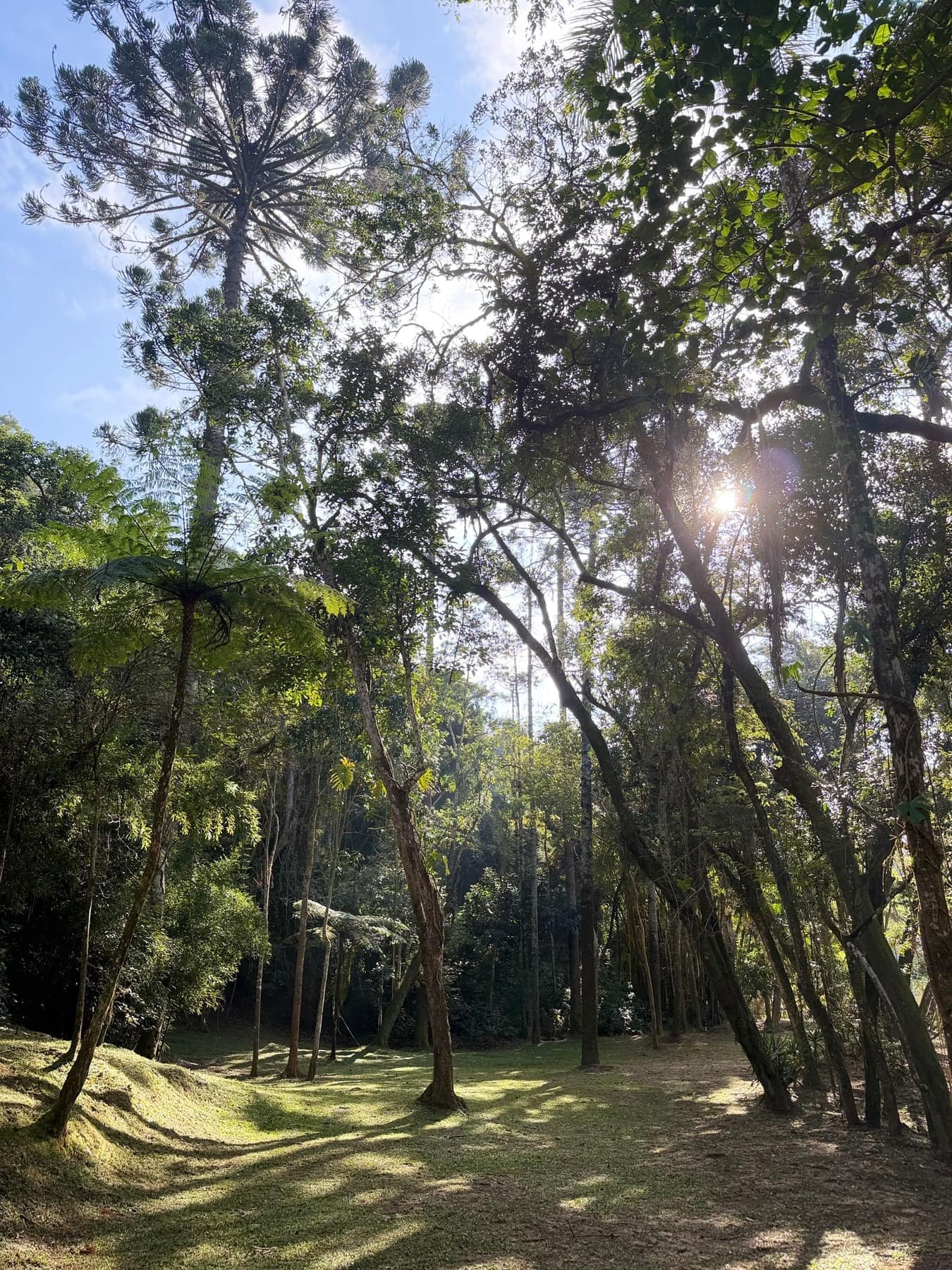 Bosque da Fazenda Moinho com luz do sol entre as árvores