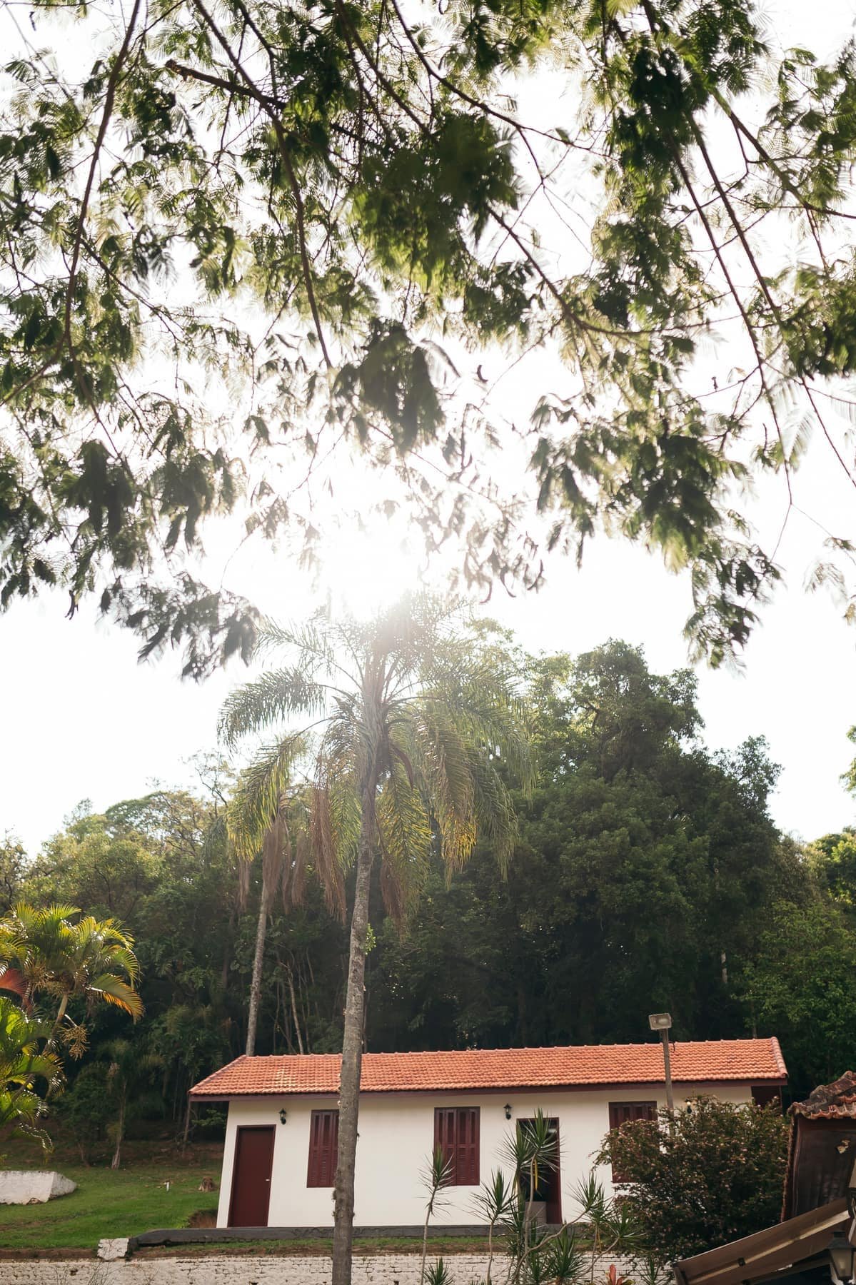 Copa das árvores e luz natural sobre o casarão da Fazenda